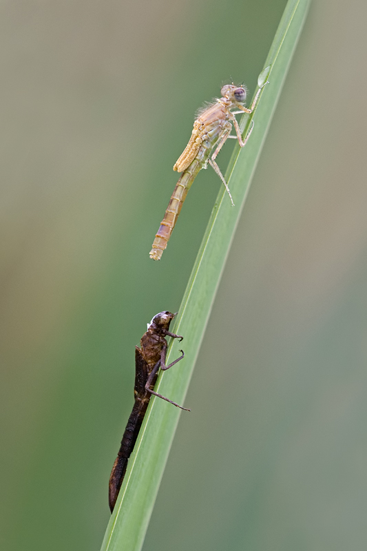 Newly Emerged Damselfly 2